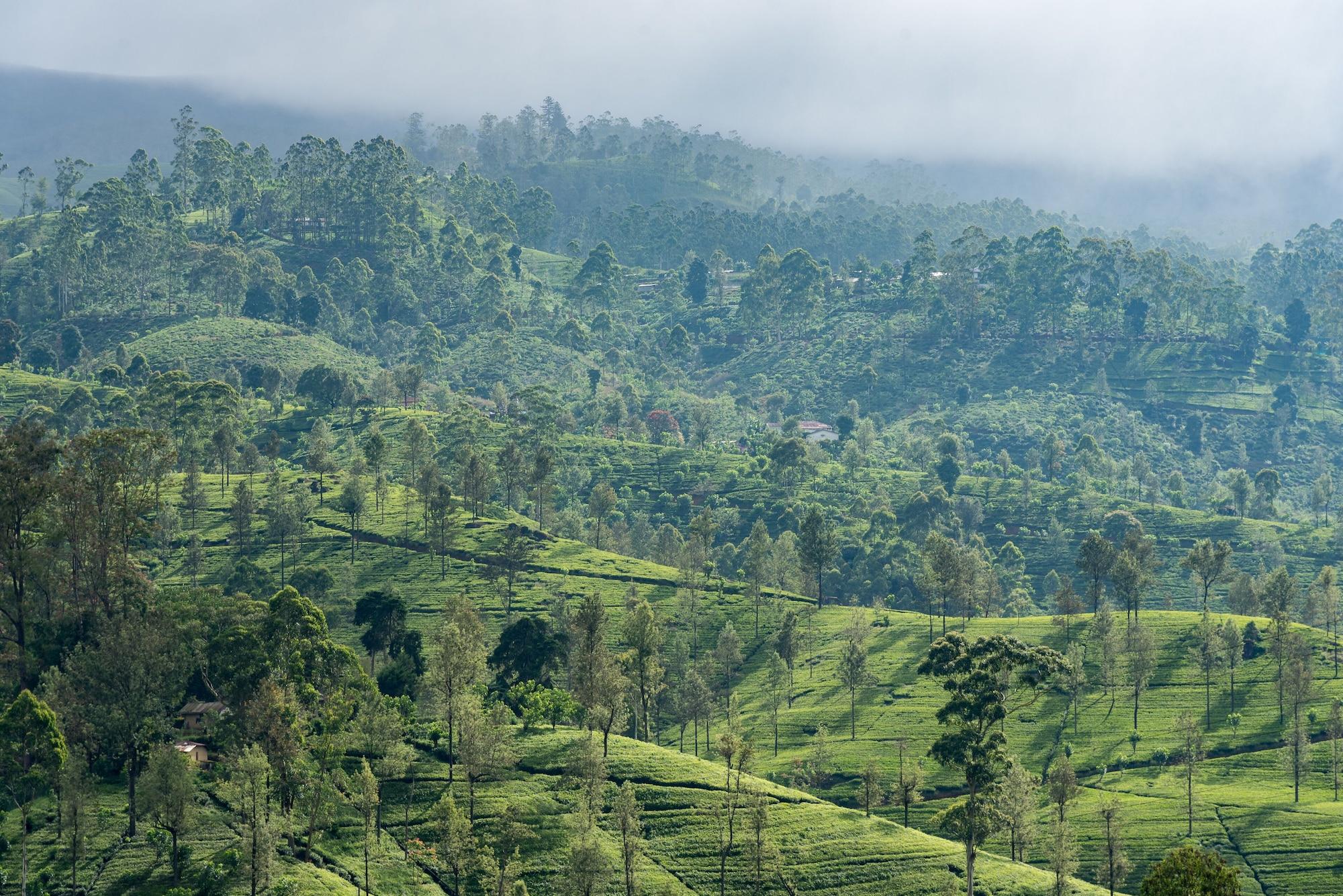 Langdale Boutique Hotel By Amaya Nuwara Eliya Eksteriør billede